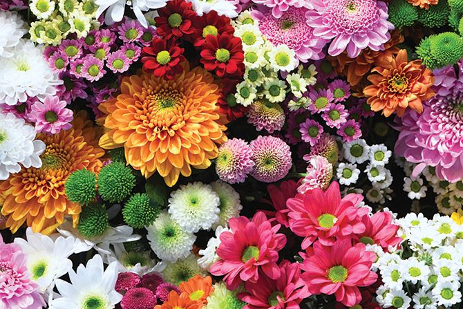 Variety of flowers meant to convey warmth, comfort, and tenderness, in conjunction with a memorial or funeral.